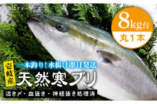 壱岐島産天然寒ブリ（8キロ台・丸もの） 《壱岐市》【壱岐島　玄海屋】[JBS005] ぶり 寒ぶり ブリ 魚 刺身 しゃぶしゃぶ 92000 92000円
