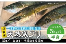壱岐島産天然寒ブリ（一本丸ものサイズ5キロ台の半身ブロック） 《壱岐市》【壱岐島　玄海屋】[JBS007] ぶり 寒ぶり ブリ 魚 刺身 しゃぶしゃぶ 39000 39000円 