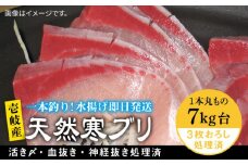 壱岐島産天然寒ブリ（7キロ台・3枚おろし） 《壱岐市》【壱岐島　玄海屋】[JBS012] ぶり 寒ぶり ブリ 魚 刺身 しゃぶしゃぶ 77000 77000円