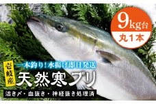 壱岐島産天然寒ブリ（9キロ台・丸もの） 《壱岐市》【壱岐島　玄海屋】[JBS027] ぶり 寒ぶり ブリ 魚 刺身 しゃぶしゃぶ 107000 107000円 