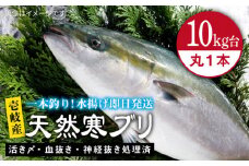 壱岐島産天然寒ブリ（10キロ台・丸もの） 《壱岐市》【壱岐島　玄海屋】[JBS028] ぶり 寒ぶり ブリ 魚 刺身 しゃぶしゃぶ 122000 122000円 