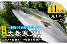 壱岐島産天然寒ブリ（11キロ台・丸もの） 《壱岐市》【壱岐島　玄海屋】[JBS029] ぶり 寒ぶり ブリ 魚 刺身 しゃぶしゃぶ 140000 140000円 