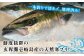 人気  おすすめ オススメ 天然ぶり 天然ブリ 天然鰤 しゃぶしゃぶ ぶりしゃぶ