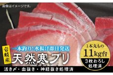 壱岐島産天然寒ブリ（11キロ台・3枚おろし） 《壱岐市》【壱岐島　玄海屋】[JBS032] ぶり 寒ぶり ブリ 魚 刺身 しゃぶしゃぶ 145000 145000円 
