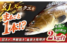 天然クエ（2キロ台・丸もの） 《壱岐市》【壱岐島　玄海屋】[JBS040] クエ 魚 刺身 しゃぶしゃぶ  150000 150000円 15万円