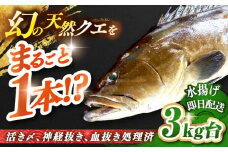 天然クエ（3キロ台・丸もの） 《壱岐市》【壱岐島　玄海屋】[JBS041] クエ 魚 刺身 しゃぶしゃぶ  220000 220000円 22万円