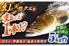 天然クエ（5キロ台・丸もの） 《壱岐市》【壱岐島　玄海屋】[JBS043] クエ 魚 刺身 しゃぶしゃぶ  360000 360000円 36万円