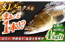 天然クエ（4キロ台・丸もの） 《壱岐市》【壱岐島　玄海屋】[JBS042] クエ 魚 刺身 しゃぶしゃぶ  290000 290000円 29万円