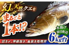 天然クエ（6キロ台・丸もの） 《壱岐市》【壱岐島　玄海屋】[JBS044] クエ 魚 刺身 しゃぶしゃぶ  440000 440000円 44万円