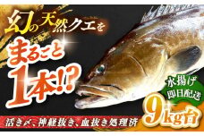 天然クエ（9キロ台・丸もの） 《壱岐市》【壱岐島　玄海屋】[JBS047] クエ 魚 刺身 しゃぶしゃぶ  670000 670000円 67万円