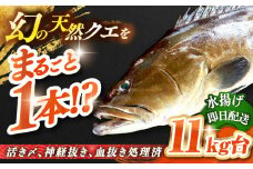 天然クエ（11キロ台・丸もの） 《壱岐市》【壱岐島　玄海屋】[JBS050] クエ 魚 刺身 しゃぶしゃぶ  800000 800000円 80万円