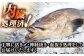 人気  おすすめ オススメ クエ しゃぶしゃぶ クエしゃぶ 刺身 海鮮 魚介