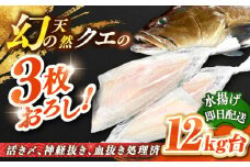 天然クエ（12キロ台・3枚おろし） 《壱岐市》【壱岐島　玄海屋】[JBS065] クエ 魚 刺身 しゃぶしゃぶ  880000 880000円 88万円