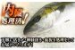 人気 おすすめ オススメ ヒラマサ ひらまさ 天然 煮物 カルパッチョ お寿司 