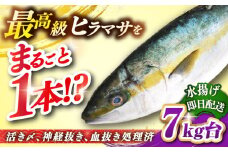 壱岐島産天然ヒラマサ（7キロ台・丸もの） 《壱岐市》【壱岐島　玄海屋】[JBS072] ヒラマサ 魚 刺身 煮物 カルパッチョ お寿司  142000 142000円 