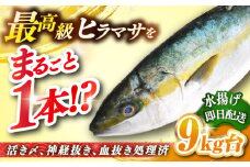 壱岐島産天然ヒラマサ（9キロ台・丸もの） 《壱岐市》【壱岐島　玄海屋】[JBS074] ヒラマサ 魚 刺身 煮物 カルパッチョ お寿司  240000 240000円 