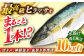 人気 おすすめ オススメ ヒラマサ ひらまさ 天然 煮物 カルパッチョ お寿司 