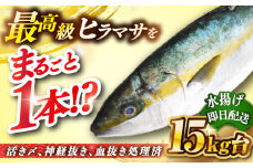 壱岐島産天然ヒラマサ（15キロ台・丸もの） 《壱岐市》【壱岐島　玄海屋】[JBS076] ヒラマサ 魚 刺身 煮物 カルパッチョ お寿司 500000 500000円 50万円