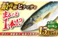人気 おすすめ オススメ ヒラマサ ひらまさ 天然 煮物 カルパッチョ お寿司 