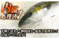 人気 おすすめ オススメ ヒラマサ ひらまさ 天然 煮物 カルパッチョ お寿司 