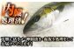 人気 おすすめ オススメ ヒラマサ ひらまさ 天然 煮物 カルパッチョ お寿司 
