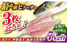 壱岐島産天然ヒラマサ（7キロ台・三枚おろし） 《壱岐市》【壱岐島　玄海屋】[JBS080] ヒラマサ 魚 刺身 煮物 カルパッチョ お寿司  150000 150000円