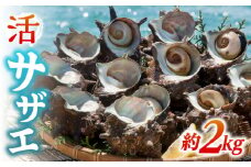 活サザエ 約2kg《壱岐市》【丸和水産】[JCJ005] さざえ サザエ 栄螺 貝 海産物 魚貝 鮮魚 海鮮 刺身 刺し身 お刺身 BBQ 16000 16000円