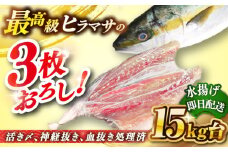 壱岐島産天然ヒラマサ（15キロ台・三枚おろし） 《壱岐市》【壱岐島　玄海屋】[JBS084] ヒラマサ 魚 刺身 煮物 カルパッチョ お寿司 510000 510000 51万円