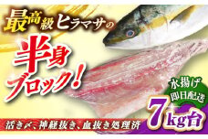 壱岐島産天然ヒラマサ（7キロ台・半身ブロック） 《壱岐市》【壱岐島　玄海屋】[JBS088] ヒラマサ 魚 刺身 煮物 カルパッチョ お寿司  95000 95000円