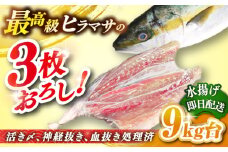 壱岐島産天然ヒラマサ（9キロ台・三枚おろし） 《壱岐市》【壱岐島　玄海屋】[JBS082] ヒラマサ 魚 刺身 煮物 カルパッチョ お寿司  250000 250000 25万