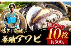 活き！壱岐！養殖アワビ 10枚×約50g（計約500g）【住吉水産】 [JDQ001] アワビ 鮑 養殖 貝 海産物 魚介 魚貝 産地直送 お刺身 冷蔵発送 18000 18000円