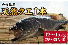 【先行予約】【9月～翌年1月限定】 天然クエ 丸もの 12〜15kg（ 鍋・刺身：約25〜30人前）【2025年9月以降発送】 《壱岐市》【丸和水産】[JCJ012] クエ くえ 冷蔵 直送 海鮮 鮮魚 刺身 刺し身 お刺身 クエ鍋 くえ鍋 1本 1匹 高級魚 600000 600000円 60万円