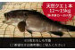 人気 うに ウニ 雲丹  新鮮 海鮮 特産品 贈り物 ギフト   魚介 ごはんの