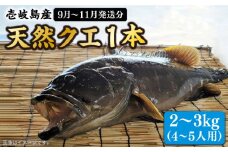 【先行予約】【9月〜11月限定】 天然クエ 丸もの 2～3kg（鍋・刺身：約4～5人前）【2025年9月以降発送】 《壱岐市》【丸和水産】[JCJ010] クエ くえ 冷蔵 直送 海鮮 鮮魚 刺身 刺し身 お刺身 クエ鍋 くえ鍋 1本 1匹 高級魚 63000 63000円 