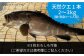 人気 うに ウニ 雲丹  新鮮 海鮮 特産品 贈り物 ギフト   魚介 ごはんの