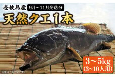 【先行予約】【9月〜11月限定】 天然クエ 丸もの 3～5kg（鍋・刺身：約5～10人前）【2025年9月以降発送】 《壱岐市》【丸和水産】[JCJ011] クエ くえ 冷蔵 直送 海鮮 鮮魚 刺身 刺し身 お刺身 クエ鍋 くえ鍋 1本 1匹 高級魚 120000 120000円 12万円