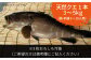 人気 うに ウニ 雲丹  新鮮 海鮮 特産品 贈り物 ギフト   魚介 ごはんの