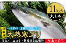 【11/1〜1/15お届け 年末年始用】天然 寒ブリ（11キロ台・丸もの） 《壱岐市》【壱岐島　玄海屋】[JBS035] ぶり 寒ぶり ブリ 魚 刺身 しゃぶしゃぶ 380000 380000円 38万