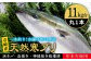 人気  おすすめ オススメ 天然ぶり 天然ブリ 天然鰤 しゃぶしゃぶ ぶりしゃぶ