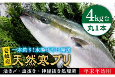 【11/1〜1/15お届け 年末年始用】天然 寒ブリ（ 4キロ台 丸もの ） 《壱岐市》【壱岐島　玄海屋】[JBS014] ぶり 寒ぶり ブリ 魚 刺身 しゃぶしゃぶ 59000 59000円 