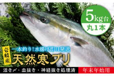 【11/1〜1/15お届け 年末年始用】天然 寒ブリ（5キロ台・丸もの） 《壱岐市》【壱岐島　玄海屋】[JBS015] ぶり 寒ぶり ブリ 魚 刺身 しゃぶしゃぶ 74000 74000円
