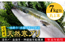 【11/1〜1/15お届け 年末年始用】天然 寒ブリ（7キロ台・丸もの） 《壱岐市》【壱岐島　玄海屋】[JBS016] ぶり 寒ぶり ブリ 魚 刺身 しゃぶしゃぶ 142000 142000円 14万