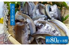 国産養殖アワビ 活き！壱岐！アワビ（約640g） 約80g×8枚 [JDQ003] 鮑 アワビ 海鮮  29000 29000円