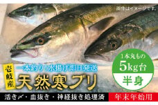 【11/1〜1/15お届け 年末年始用】天然 寒ブリ（一本丸ものサイズ5キロ台の半身ブロック） 《壱岐市》【壱岐島　玄海屋】[JBS019] ぶり 寒ぶり ブリ 魚 刺身 しゃぶしゃぶ 54000 54000円