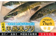 【11/1〜1/15お届け 年末年始用】天然 寒ブリ（一本丸ものサイズ7キロ台の半身ブロック） 《壱岐市》【壱岐島　玄海屋】[JBS021] ぶり 寒ぶり ブリ 魚 刺身 しゃぶしゃぶ 95000 95000円 