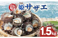 壱岐島 姫サザエ 合計約1.5kg 《壱岐市》【マルショウ水産】[JBB005] 17000 17000円 お刺身 産地直送 冷蔵配送 サザエ さざえ 栄螺 つぼ焼き 冷蔵 生 刺身 BBQ