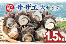 壱岐島 サザエ（大） 合計約1.5kg 《壱岐市》【マルショウ水産】[JBB004] 17000 17000円 お刺身 産地直送 冷蔵配送 サザエ さざえ 栄螺 つぼ焼き 冷蔵 生 刺身 BBQ
