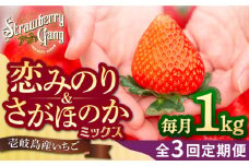 【全3回定期便】《2月3月4月お届け》 いちご イチゴ 1kg （ 250g×4パック ）恋みのり・さがほのかミックス 壱岐島産 【Strawberry Gang】 [JEM002] いちご イチゴ 苺 定期便 食べ比べ 果物 フルーツ スムージー 45000 45000円