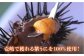 人気   うに ウニ 雲丹  新鮮 海鮮 特産品 贈り物 ギフト   魚介 ごは