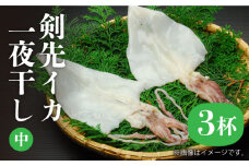 剣先イカ 一夜干（中）3杯《壱岐市》【株式会社マルショウ】[JEW006] いか イカ 剣先いか セット おつまみ 一夜干し 海産物 魚介 刺し身 17000 17000円